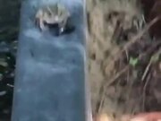 Frog Vs Defensive Beetle