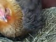Hen Incubating Kittens