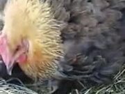Hen Incubating Kittens