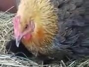 Hen Incubating Kittens