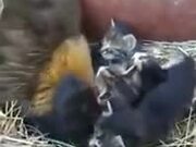 Hen Incubating Kittens