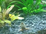 Funny Aquatic Frog