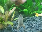 Funny Aquatic Frog