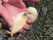 How To Make A Chick Sleep
