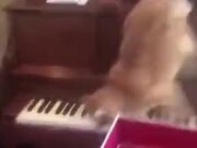 Startled Cat Playing Piano