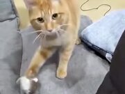 A Cat That Loves Playing Fetch
