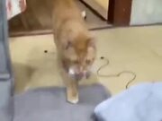 A Cat That Loves Playing Fetch