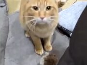 A Cat That Loves Playing Fetch