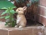 Cutest Rabbit Ever!