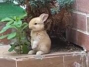Cutest Rabbit Ever!