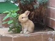 Cutest Rabbit Ever!