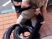 Prettiest Python In The Planet