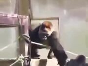 Silverback Gorilla Ruling Others