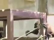 Silverback Gorilla Ruling Others