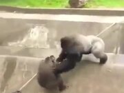 Silverback Gorilla Ruling Others