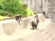 Silverback Gorilla Ruling Others