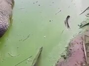 A Very Fat Crocodile