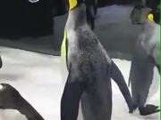 Penguins Playing With Bubbles
