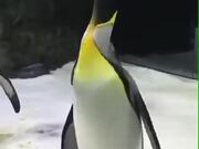 Penguins Playing With Bubbles