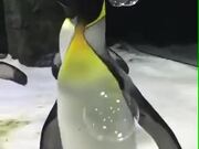 Penguins Playing With Bubbles