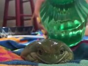 How To Bathe A Frog