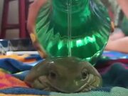 How To Bathe A Frog