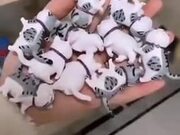 A New Kind Of Cat Magic