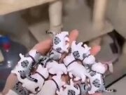 A New Kind Of Cat Magic