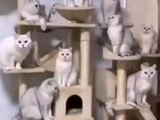 A New Kind Of Cat Magic