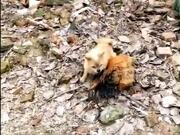 Chicken VS Dog Fight