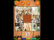 Jungle Slider Walkthrough