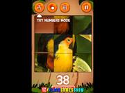 Jungle Slider Walkthrough