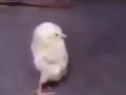 A Chick With A Severe Back Problem