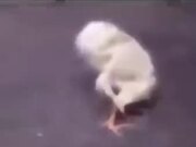 A Chick With A Severe Back Problem