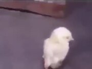 A Chick With A Severe Back Problem