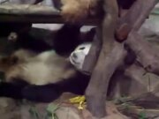 Compilation Of Funny Videos