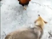 Chicken Vs Dog 2