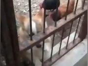Chicken Vs Dog 2