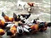 Chicken Vs Dog 2