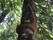 Python's Unique Way Of Climbing Trees