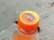 Two Bees Open A Bottle Of Soda