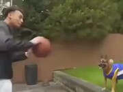 Basketball Dog