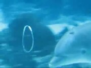 Dolphin Play Bubble Rings