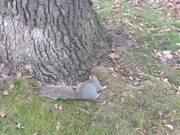 Drunk Squirrel
