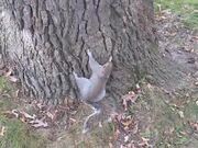 Drunk Squirrel