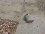 Drunk Squirrel