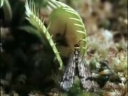 Venus Flytrap Eats Frog And Moth