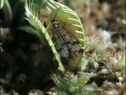 Venus Flytrap Eats Frog And Moth