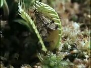 Venus Flytrap Eats Frog And Moth