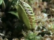 Venus Flytrap Eats Frog And Moth